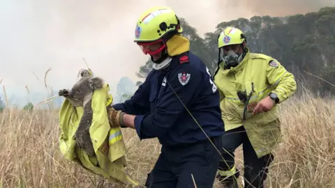 Paul Sudmals / Reuters Australian firefighters rescue a koala