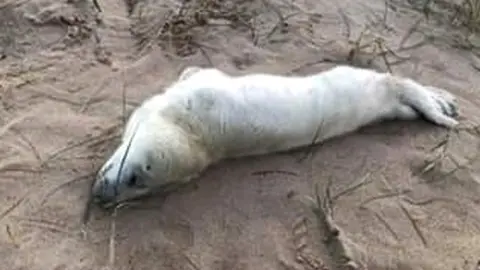 Friends of Horsey Seals The pup was surrounded by people and had to be abandoned by its mother