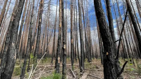 BBC/Frank Gardner Damaged forest