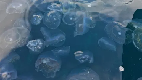 Helen Poulter Pictures of the crystal jellyfish in water at Cadgwith