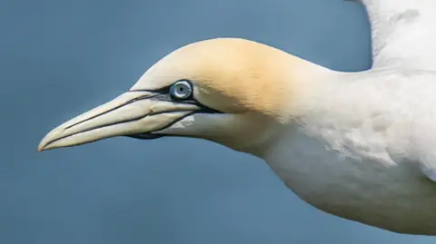 A Gannet