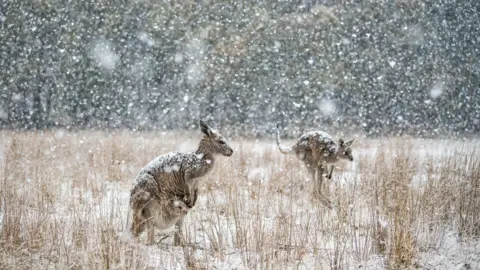 CHARLES DAVIS Two eastern grey kangaroos stand in a field in Kosciuszko National Park amid snowfall