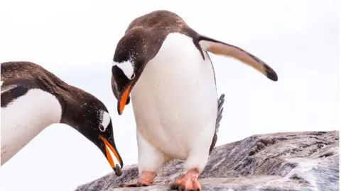 Getty Images The only web about here is between a penguin's toes