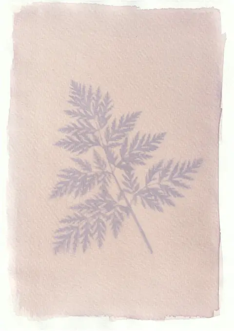 Tim Boddy An anthotype print of a purple leaf