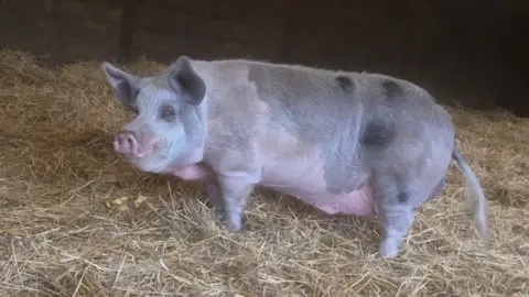 Goodheart Animal Sanctuary Hammy the pig