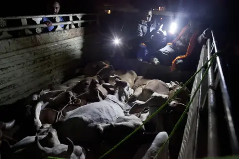 Getty Images (Allison Joyce) Cow vigilantes in Ramgarh check a suspicious load in November 2015