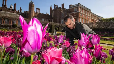 A gardener tends to tulips in front of Hampton Court Palace