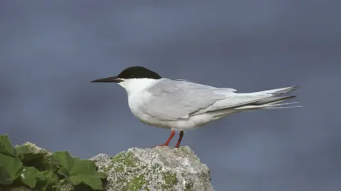 A roseate tern
