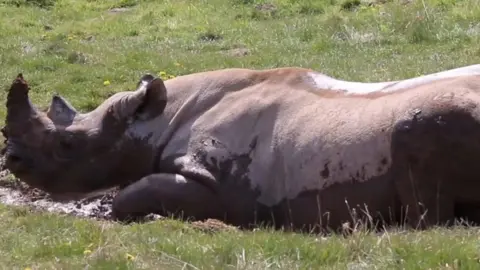 A rhinoceros relaxing in the sun