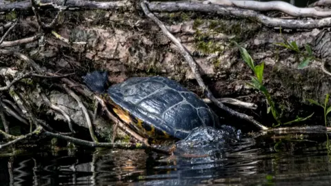 Len Copland The terrapin at Ninesprings, Yeovil Country Park