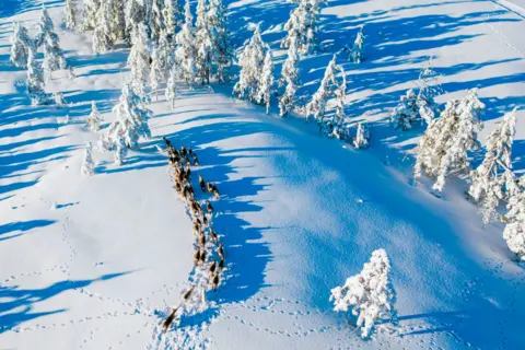 Getty Images Reindeer seen from the air