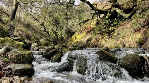 Victoria Gill River tributary