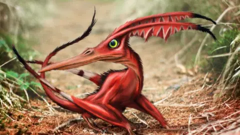 Dragons of Wales Coch gwyn kai which lives in the Afan Forest, near Port Talbot