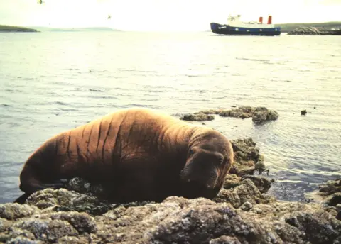 Nick Dymond Walrus