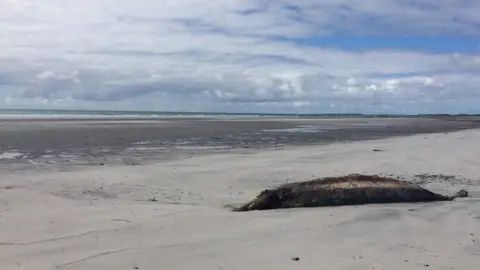 WDC Dead Cuvier's beaked whale