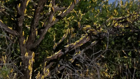 Getty Images Locusts on trees in Kenya, January 2020