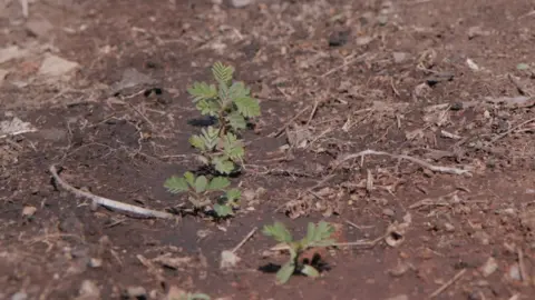 Small acacia tree seedlings growing in the earth