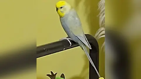 Essex Fire and Rescue Budgie sitting on a perch