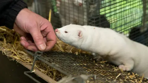 Getty Images Farmed mink