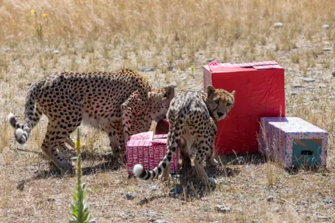 Getty Images Cheetahs explored packages filled with treats