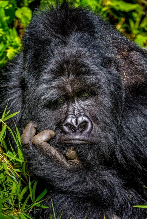 Marcus Westberg A gorilla looking bored