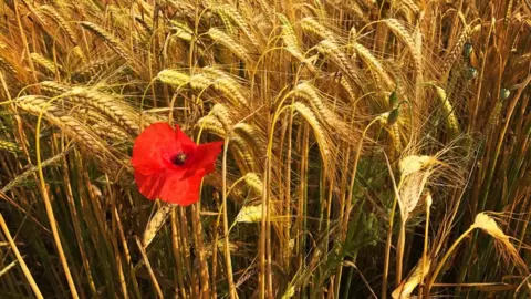Esther Johnson A poppy standing its ground in a field of wheat near Little Milton