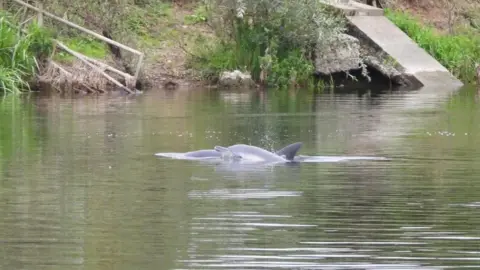 Tris Allinson Dolphins swimming in river in Cambridgeshire