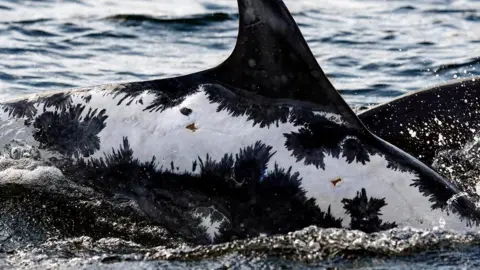 WDC/Charlie Phillips Sunburned dolphin Spirtle