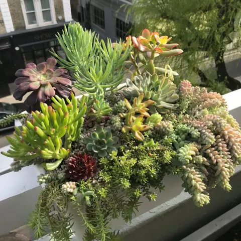 James Wong Succulent plants in a container