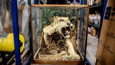 BBC Stuffed tiger in an aggressive pose in a frame highlighting that this was apparently a man-eating big cat