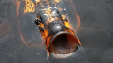 BBC Koi carp in a pond
