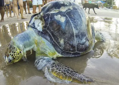 A single piece of plastic' can kill sea turtles, says study