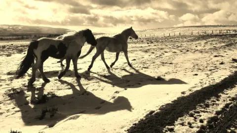 Helen Menhinick Two horses in the snow