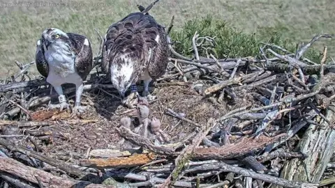Cumbria Wildlife Trust Osprey chicks being fed at Foulshaw Moss Nature Reserve