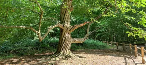 Woodland Trust Hornbeam England