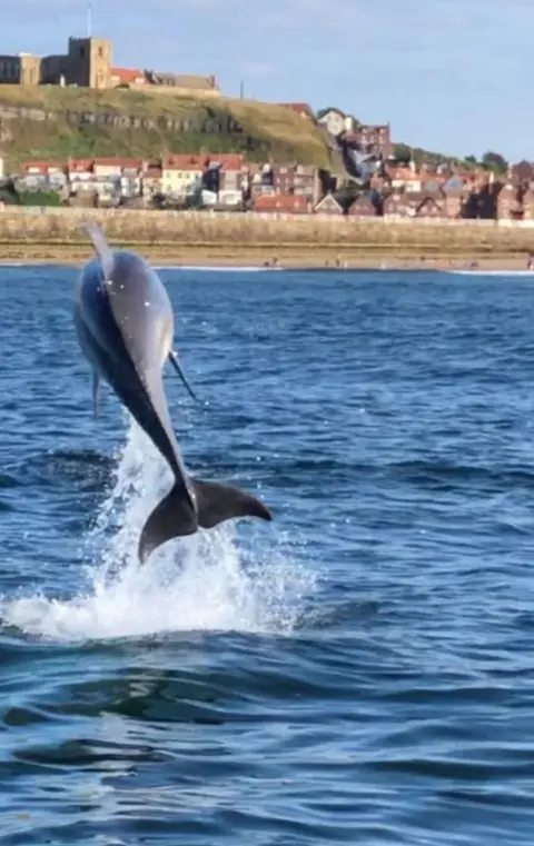 Chris Guy/PA Media A pod of dolphins was spotted off the coast of Whitby