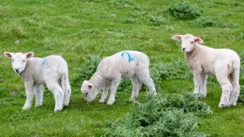 Getty Images Lambs