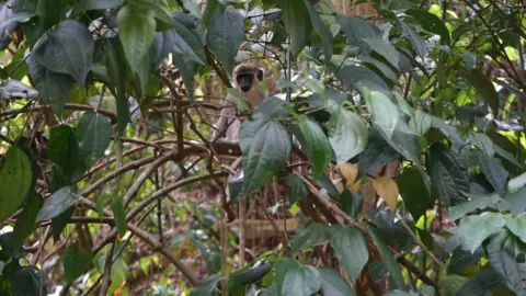 Gemma Handy A monkey in the wild