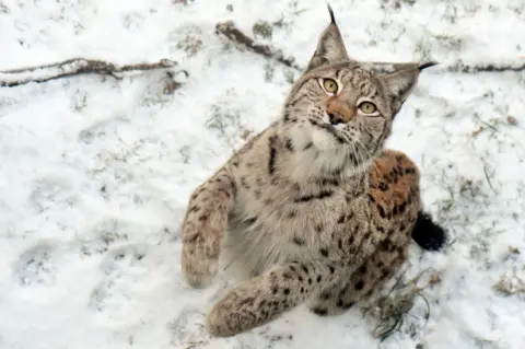 Whipsnade Zoo A lynx jumping in the snow