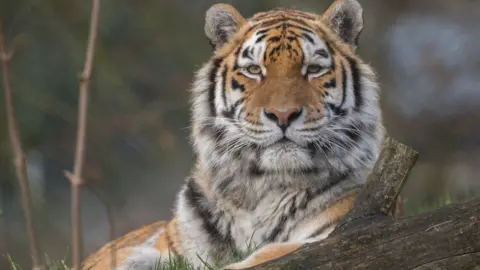 Banham Zoo/Facebook Sveta the tiger