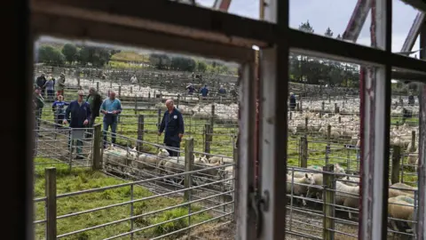 Getty Images Sheep farmers gather at Lairg auction