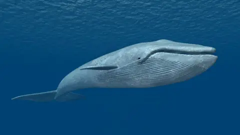 Getty Images blue whale