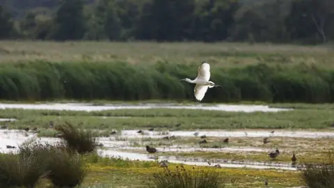 PA Media A stalk soars across a wetland habitat