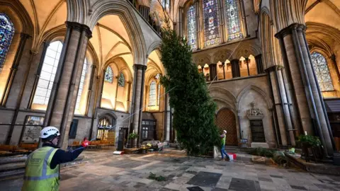 Finnbar Webster Salisbury Cathedral's 32ft tree