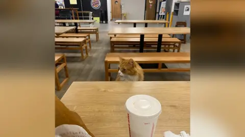 Chris Leyshon Henry the cat In Addenbrooke's Hospital in Cambridge