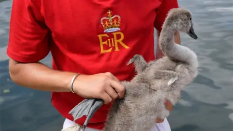 Reuters Officials record and examine cygnets