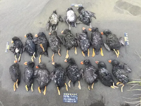 Aleut Community of St Paul Island Ecosystem Conser Puffins found on North Beach, St. Paul, Pribilof Islands, Alaska, on October 19, 2016.