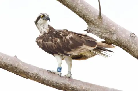 Michael St John Osprey chick in Barbados