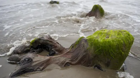 Getty Images Exposed tree stumps of Borth's underwater forest