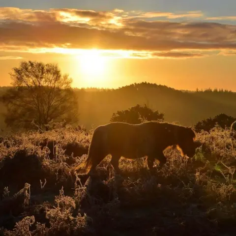 acornsandscapes SUNDAY - New Forest